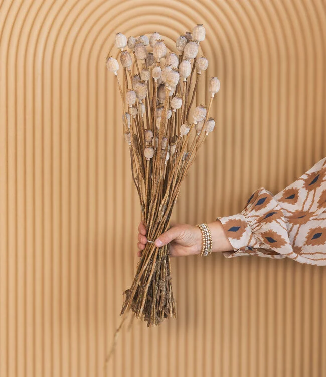 dried-papaver-somniferum-25-stems-length-65-cm buy Poppy Pods And Seeds, - Fresh, quality-tested seeds for lush, healthy plants, - Unique pods ideal for floral arrangements or crafts